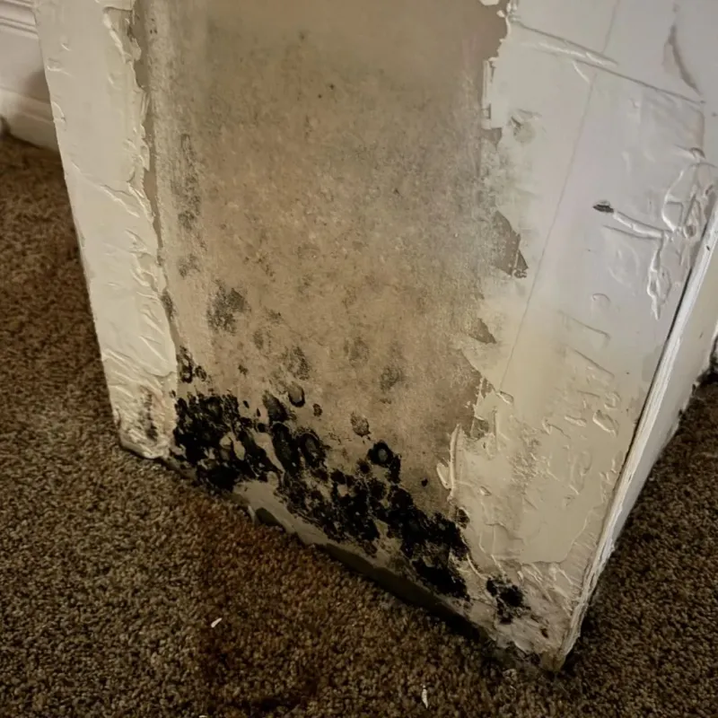 Professional Mold Removal in Campbell County, VA